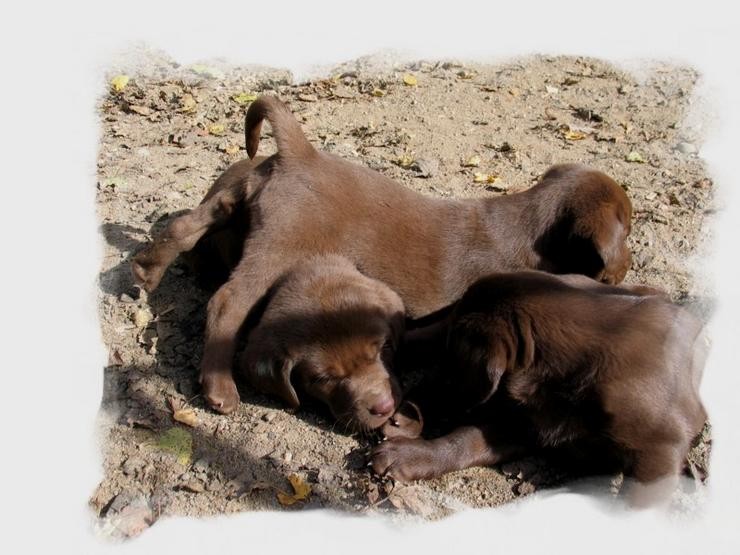 Aucune photo pour : CHIOTS CHOCOLAT