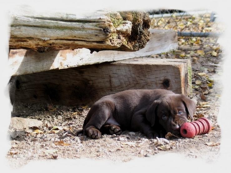 Aucune photo pour : CHIOT CHOCOLAT