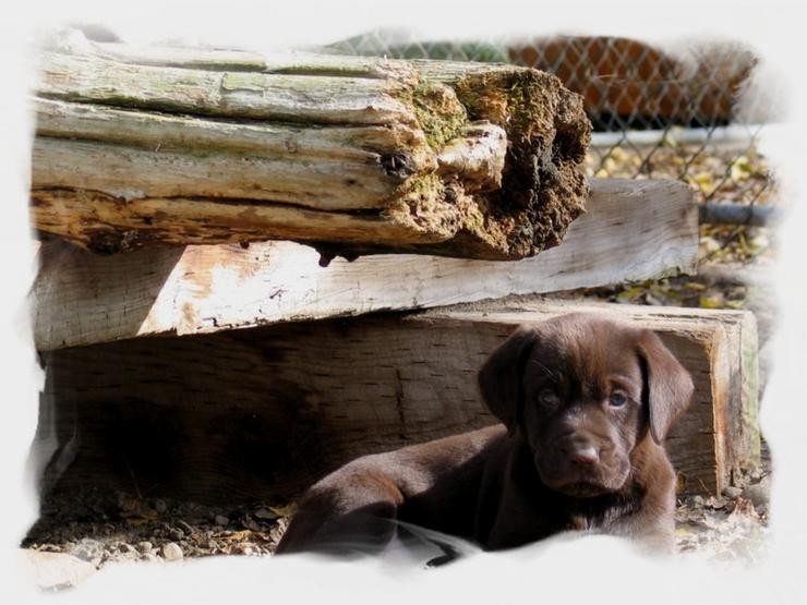 Aucune photo pour : CHIOT CHOCOLAT