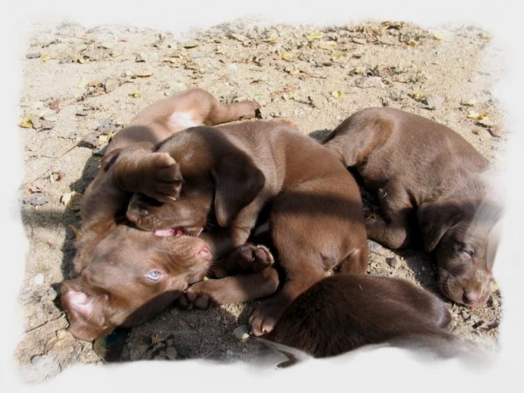 Aucune photo pour : CHIOTS CHOCOLAT