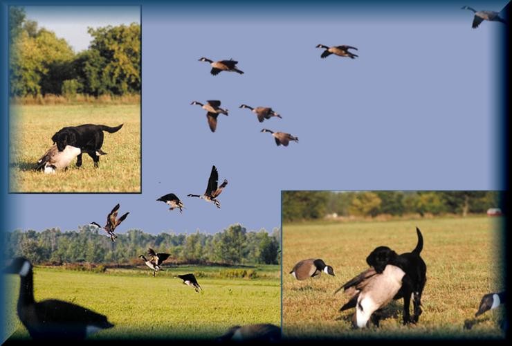 Aucune photo pour : CHASSE OUTARDE