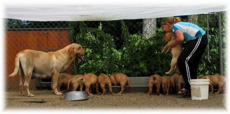 Aucune photo pour : CHIOTS À BERNACHE