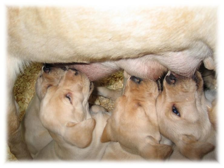 Aucune photo pour : CHIOTS JAUNE(BLOND)