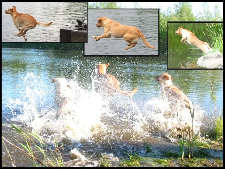 Aucune photo pour : ILS ADORENT L`EAU