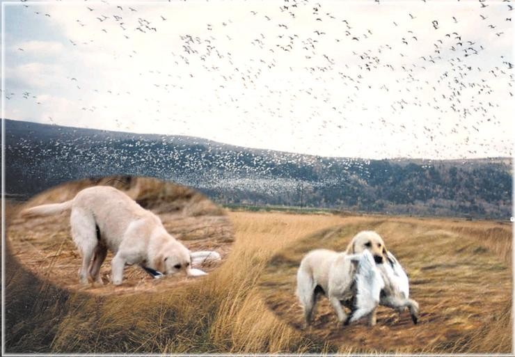 Aucune photo pour : CHASSE À L`OIE
