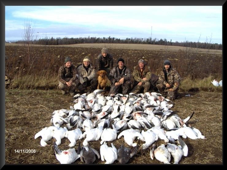 Aucune photo pour : CHASSE OIE BLANCHE
