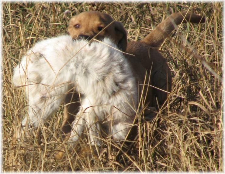 Aucune photo pour : CHIOT RED FOX