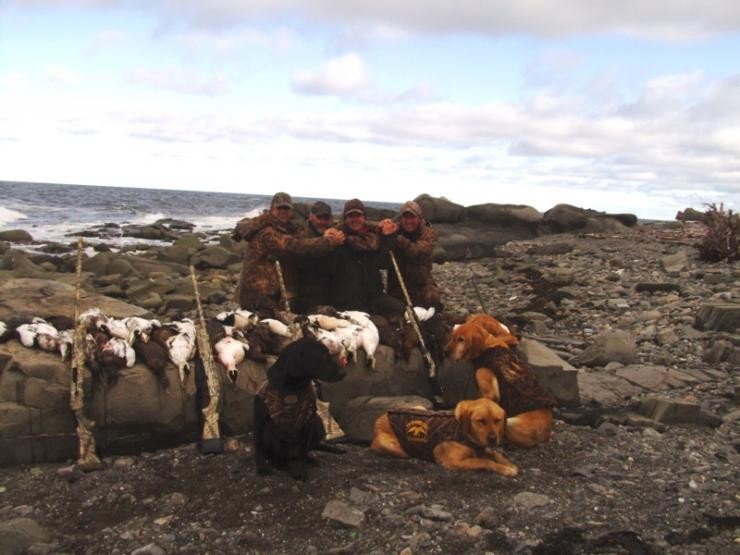 Aucune photo pour : CANARD DE MER