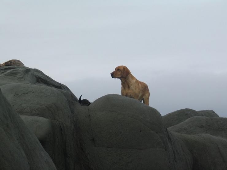 Aucune photo pour : CHASSE SAVAGINE