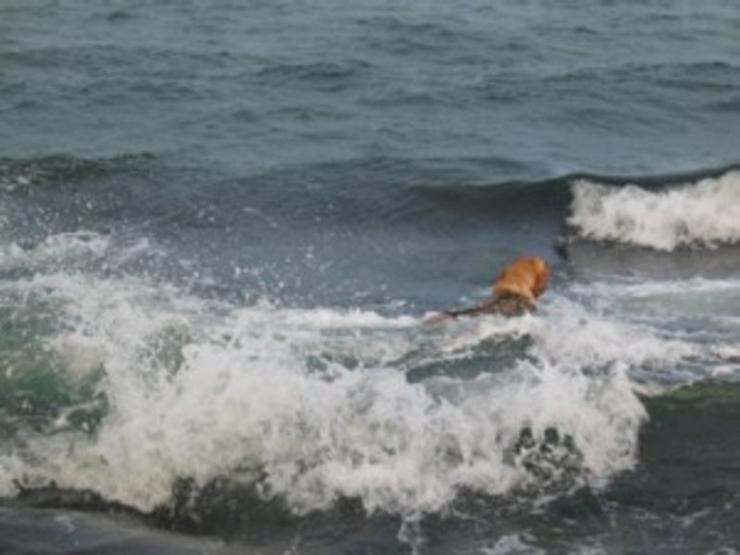 Aucune photo pour : CANARD DE MER