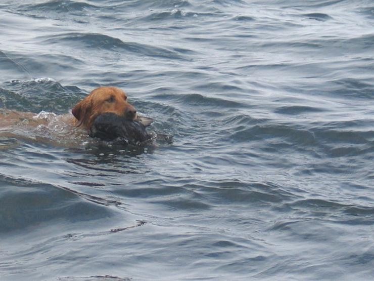 Aucune photo pour : CANARD DE MER