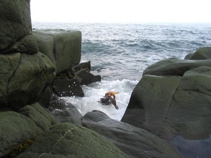 Aucune photo pour : CANARD DE MER