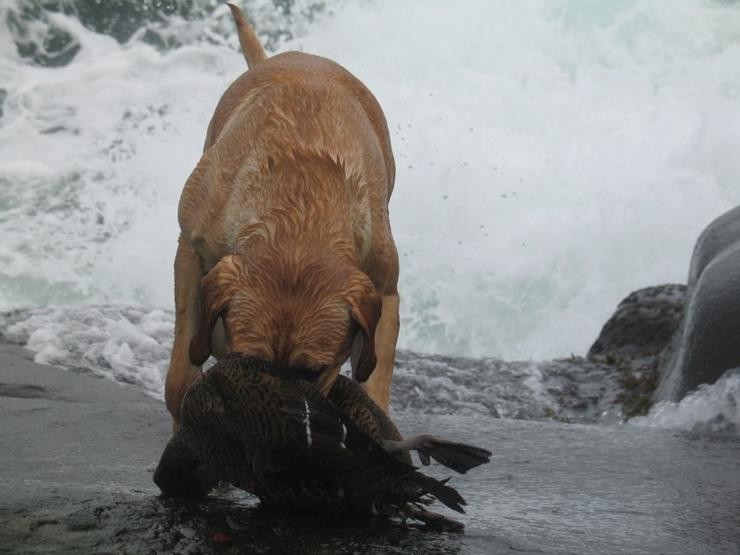 Aucune photo pour : CHASSE SAUVAGINE