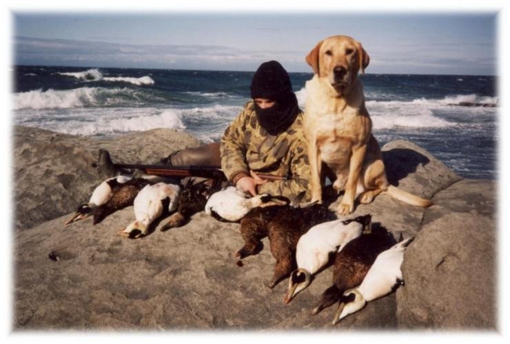 Aucune photo pour : CHASSE CANARD DE MER