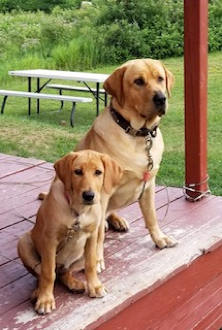 Aucune photo pour : GINGER ET JACK
