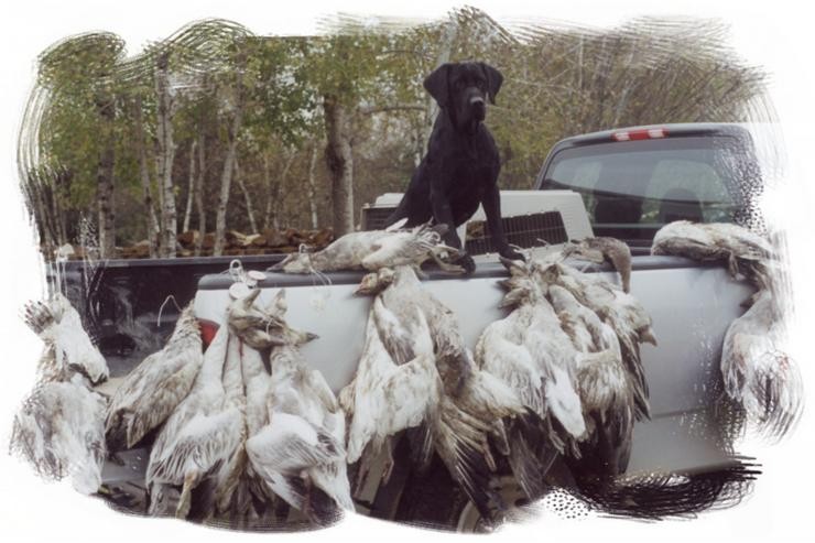 Aucune photo pour : CHASSE À L`OIE
