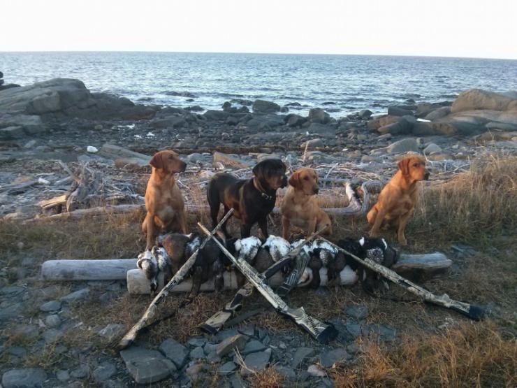 Aucune photo pour : CHASSE CANARD DE MER