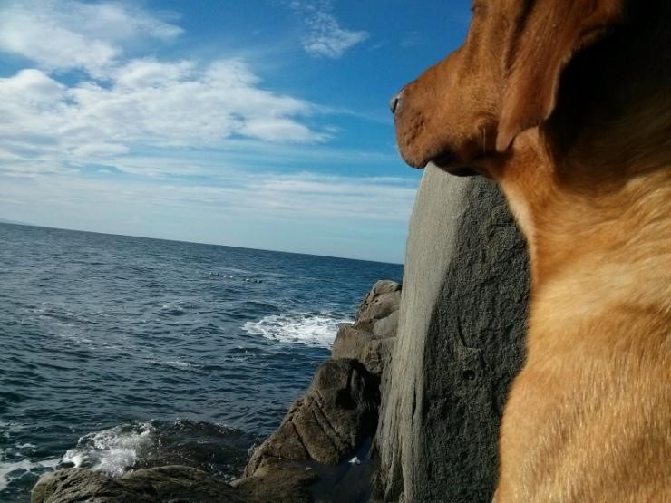 Aucune photo pour : CHASSE CANARD DE MER