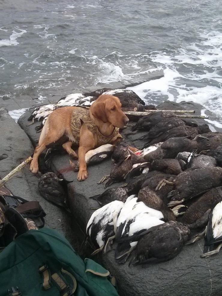Aucune photo pour : CHASSE CANARD DE MER