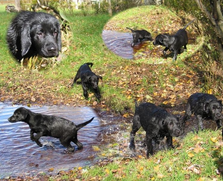 Aucune photo pour : CHIOTS NOIR