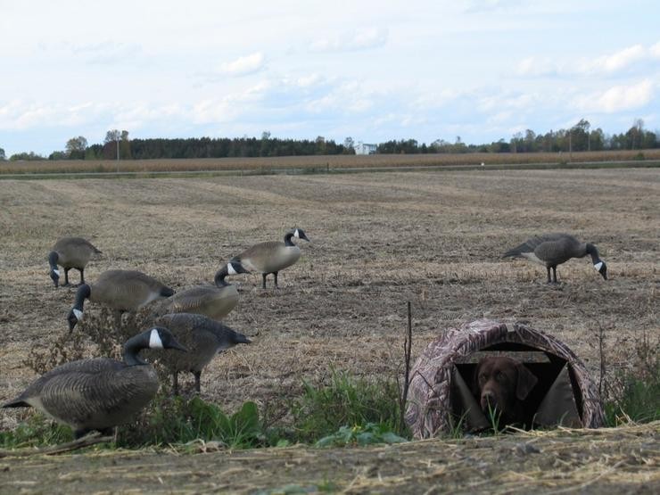 Aucune photo pour : CHASSE OUTARDE