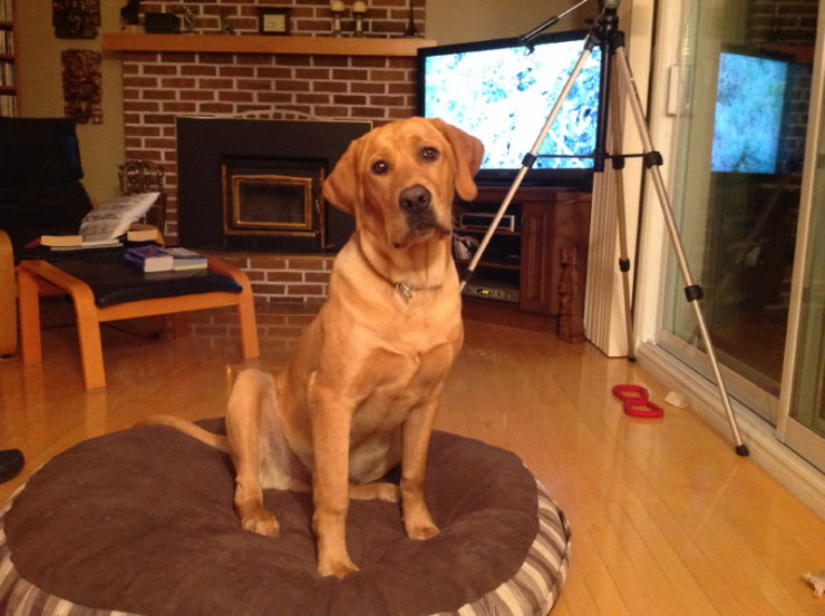 Aucune photo pour : WALTER