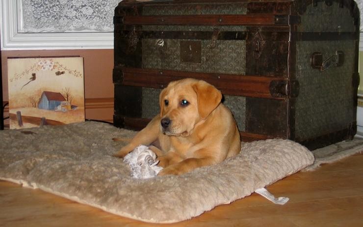 Aucune photo pour : CHIOT À VENDRE   VENDUE !