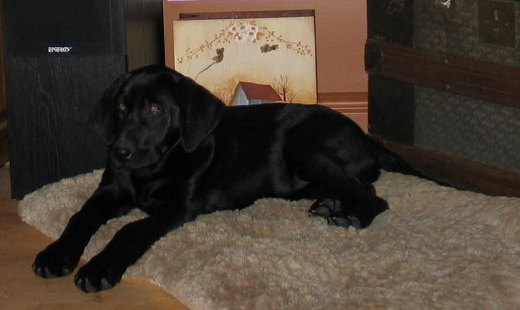 Aucune photo pour : CHIOT À VENDRE   VENDUE !