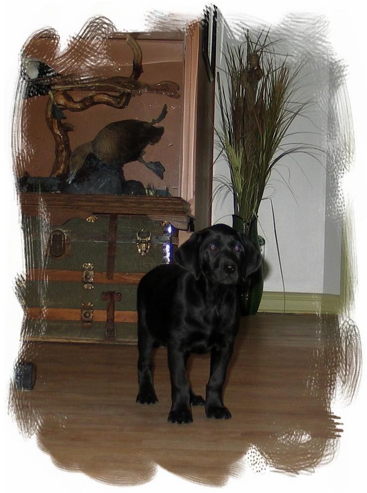 Aucune photo pour : CHIOT A VENDRE  VENDUE !