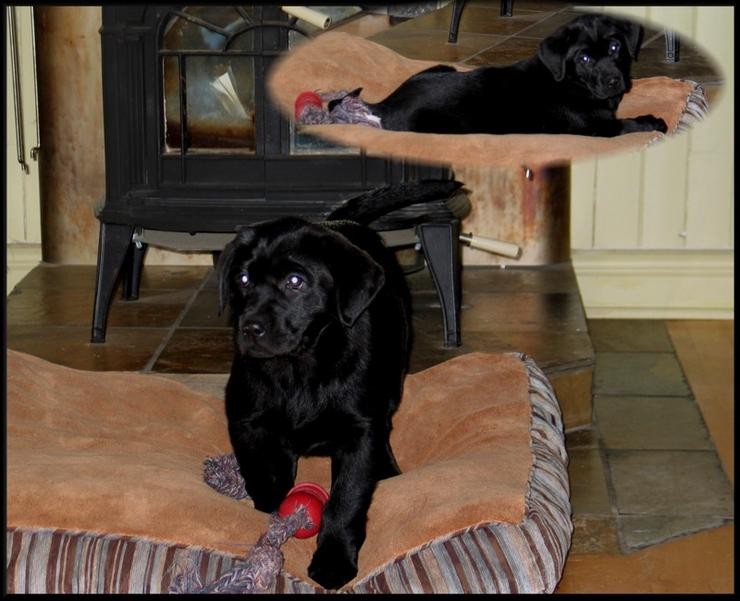 Aucune photo pour : CHIOT A VENDRE , VENDUE !