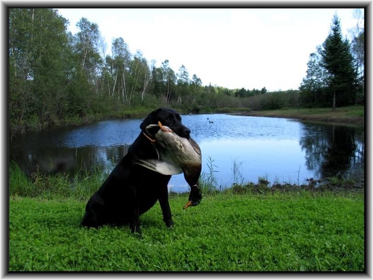 Aucune photo pour : RIVEBLANCHE BELLE 2 E   VENDUE!