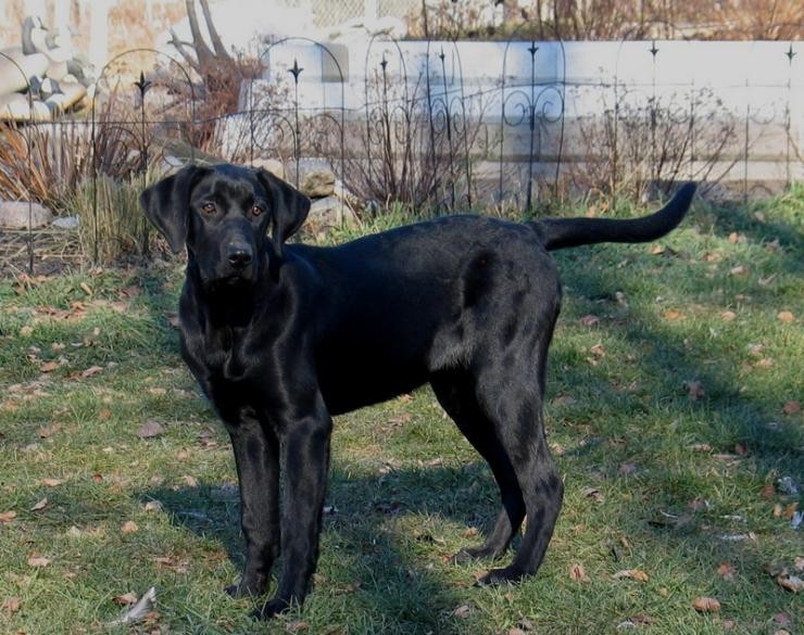 Aucune photo pour : CHIOT À VENDRE,   VENDUE !