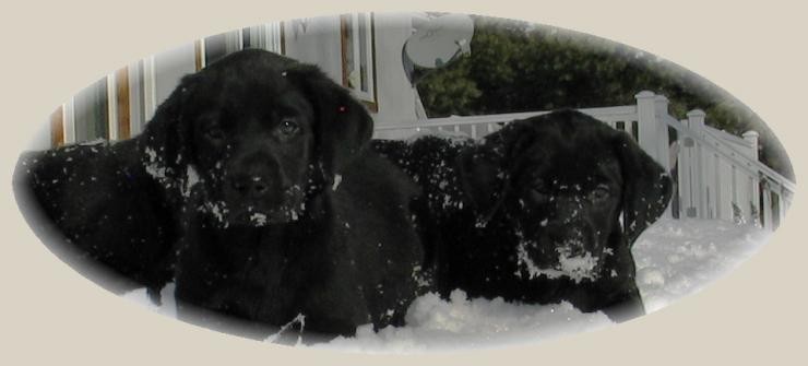 Aucune photo pour : CHIOTS À VENDRE VENDU!