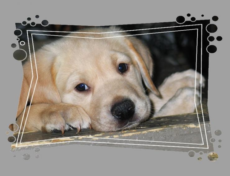 Aucune photo pour : CHIOT À VENDRE,   VENDU !