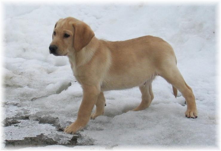Aucune photo pour : CHIOT À VENDRE,   VENDU !