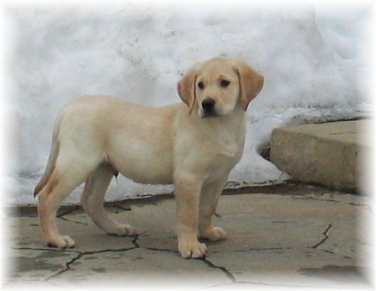 Aucune photo pour : CHIOT À VENDRE,        VENDU !