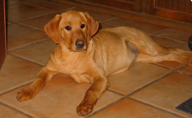 Aucune photo pour : CHIOT À VENDRE,    VENDUE !