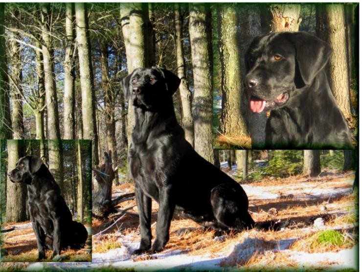 Aucune photo pour : RIVEBLANCHE CENDRIA MIA