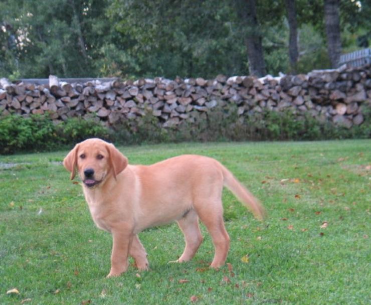 Aucune photo pour : CHIOT À VENDRE ,  VENDU!