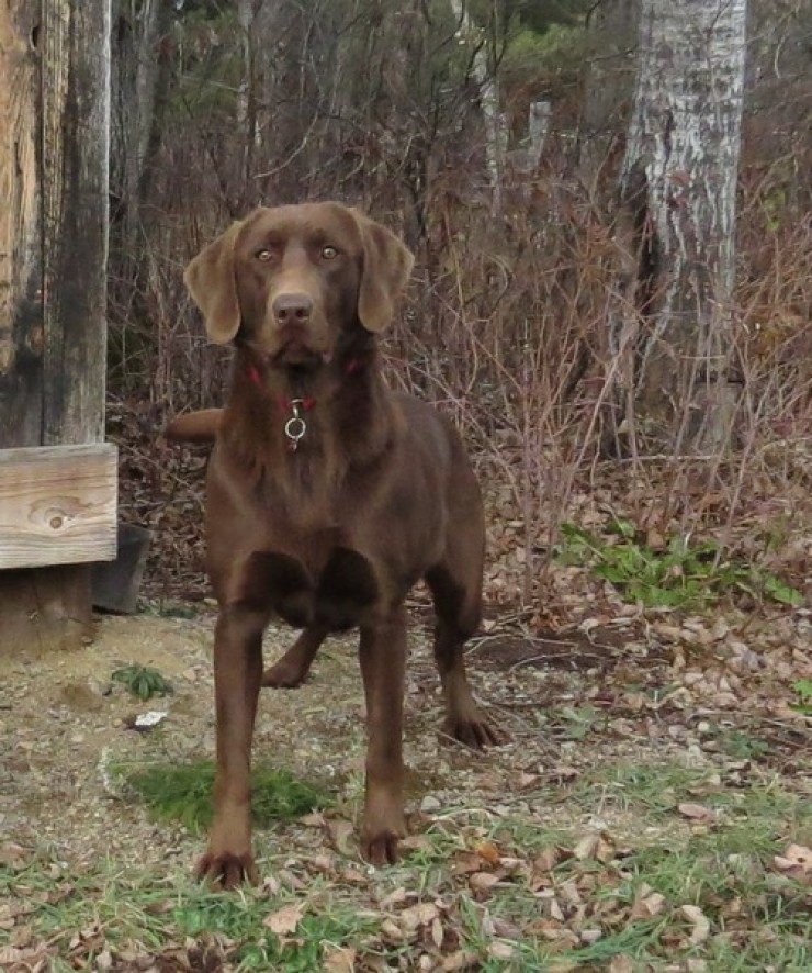 Aucune photo pour : RIVEBLANCHE SITKA MIA