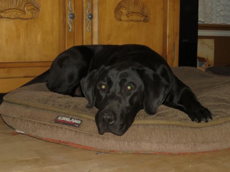 Aucune photo pour : RIVEBLANCHE CHARLIE 3E VENDU MERCI!