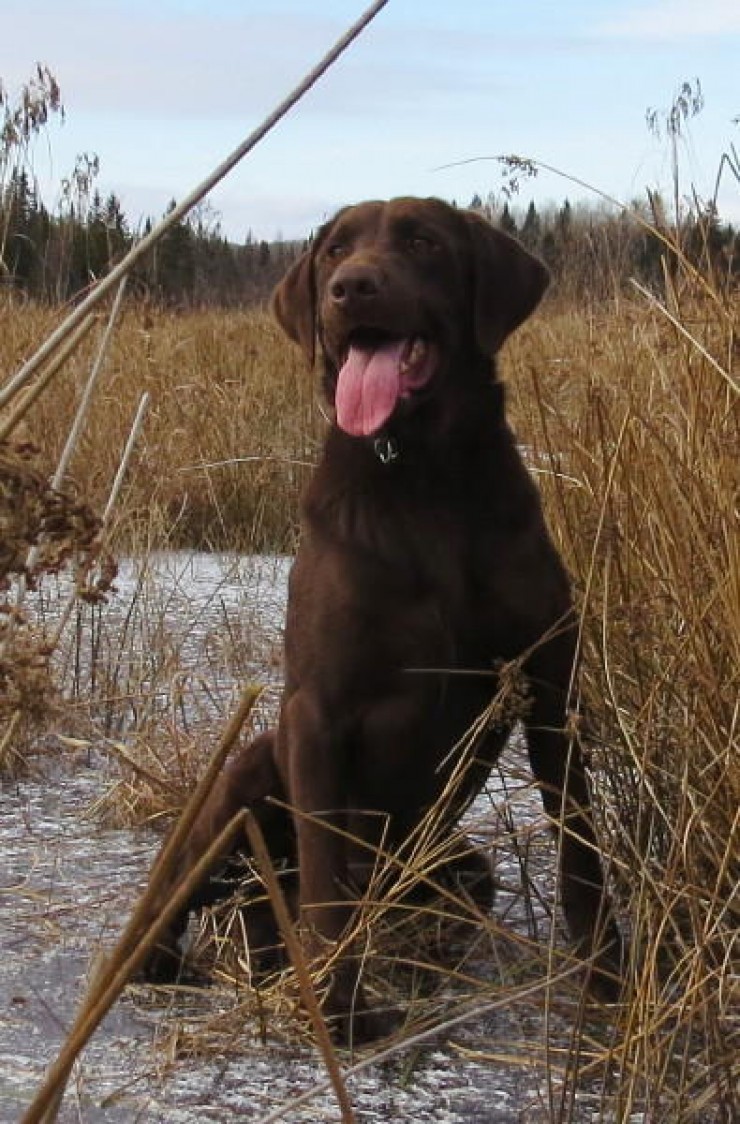 Aucune photo pour : RIVEBLANCHE KODIAK (USA) VENDU!