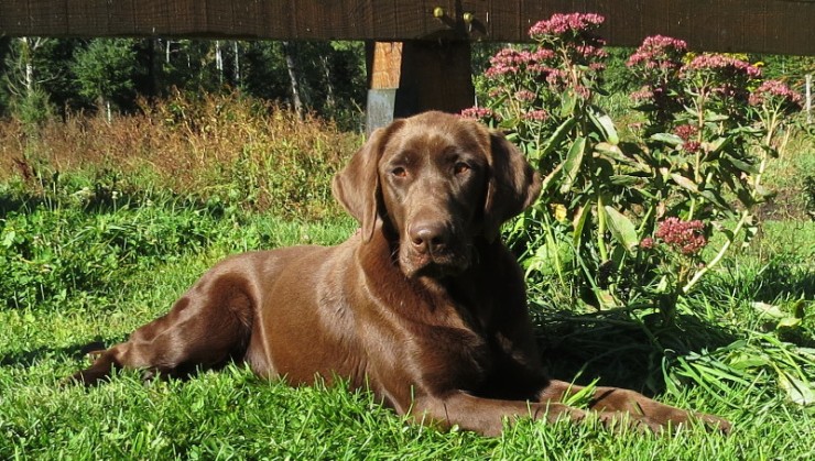 Aucune photo pour : RIVEBLANCHE RUBY 2E