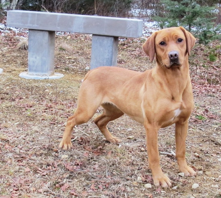 Aucune photo pour : RIVEBLANCHE CHARLIE STAR