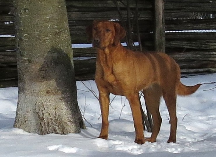 Aucune photo pour : RIVEBLANCHE DUCHESSE 2E