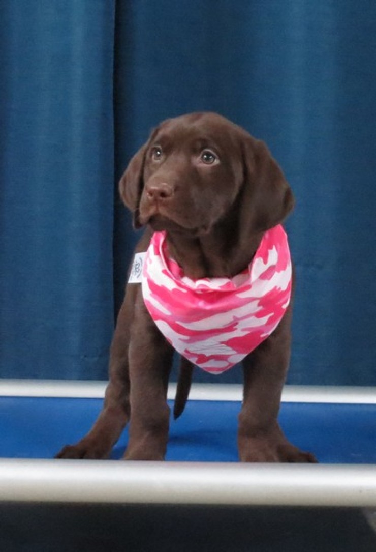 Aucune photo pour : VENDU MERCI! CHIOT FEMELLE CHOCOLAT