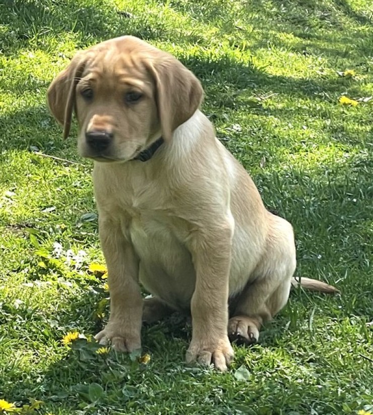 Aucune photo pour : VENDU MERCI! CHIOT MÂLE JAUNE