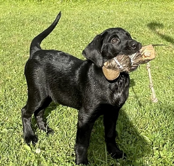 Aucune photo pour : VENDU MERCI! À VENDRE CHIOTS MÂLES NOIRS