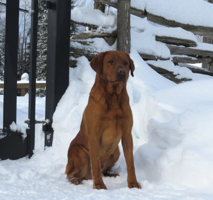 Aucune photo pour : RIVEBLANCHE VIKING (USA)