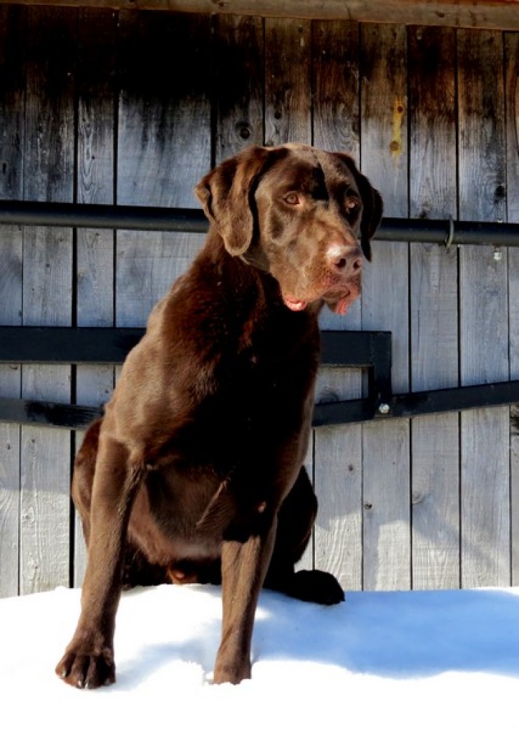 Aucune photo pour : RIVEBLANCHE COOPER 4E VENDU MERCI!